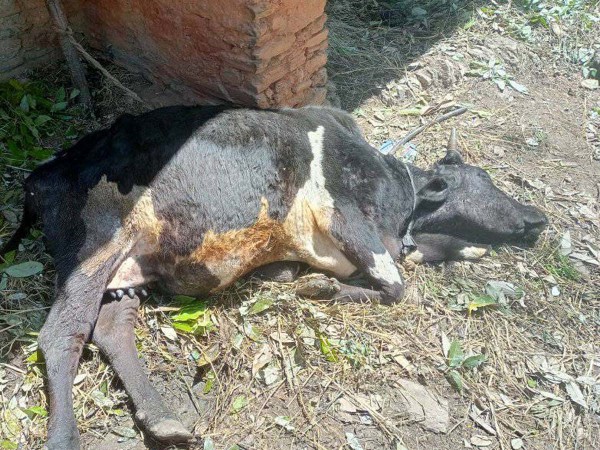 बैतडीमा महामारीको रुपमा फैलियो लम्पी स्कीन, ५ सय पशुचौपाया मरे 